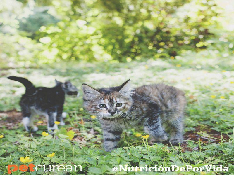 mitos alimentacion gatos