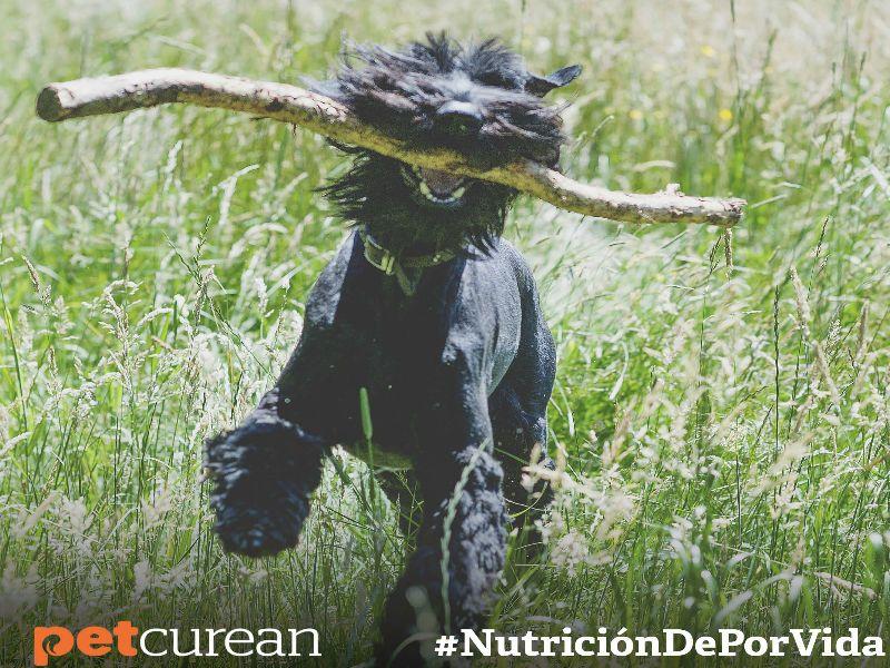 mitos alimentacion perros