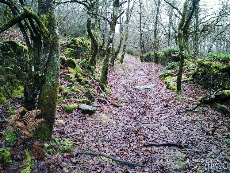 sendero del camino de santiago con hojas caidas