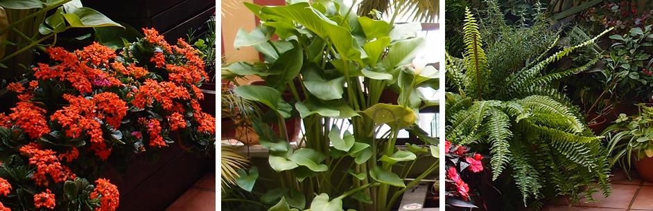 plantas en mi terraza