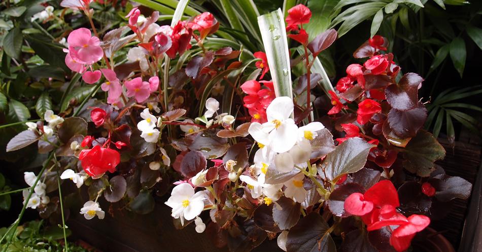 begonias con riego por goteo