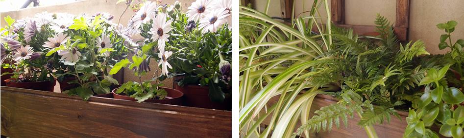 dimorfotecas con riego por goteo