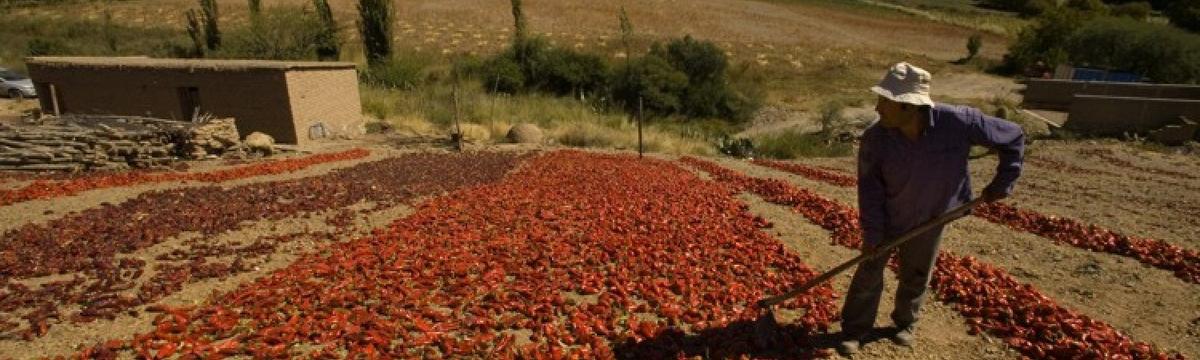 pimientos en cachi