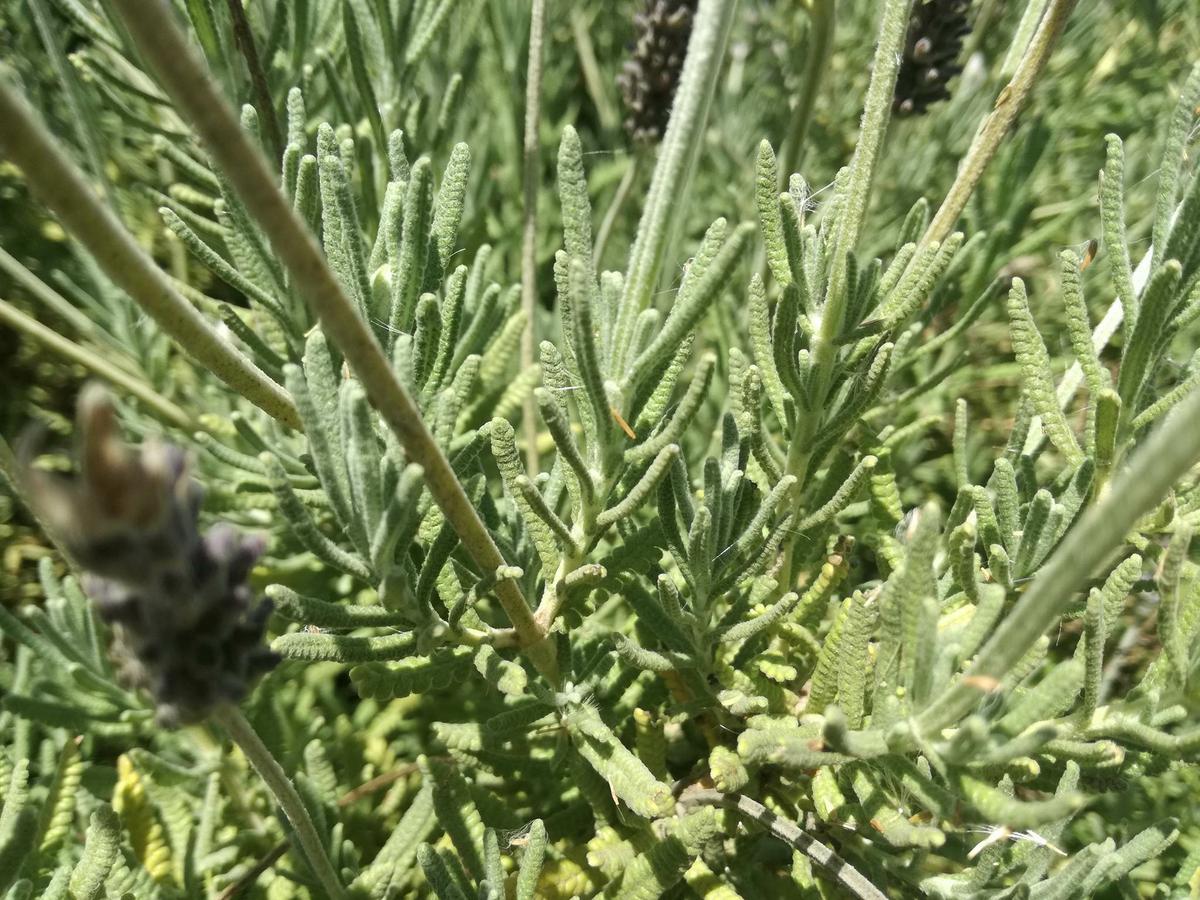 cultivo lavanda