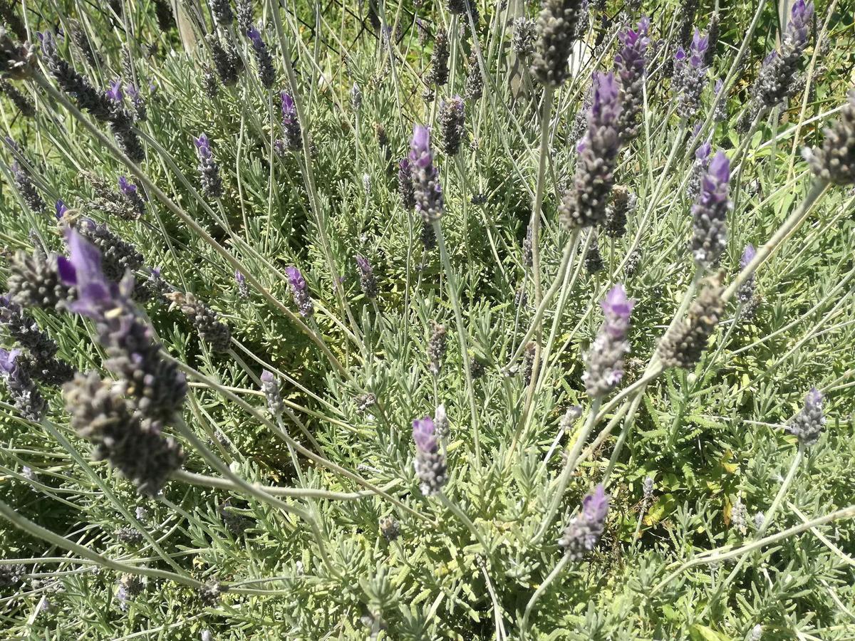 lavanda