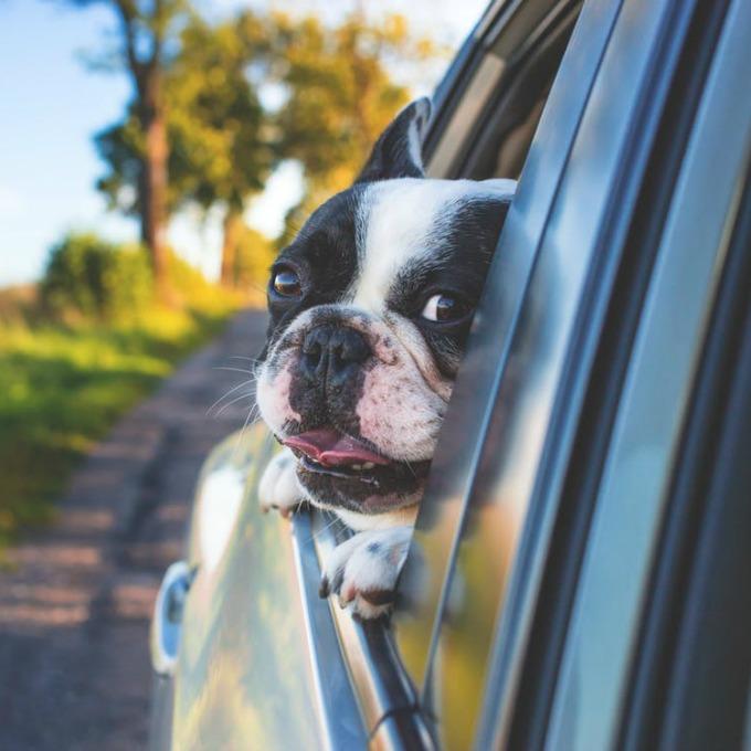 viajar en coche con perro