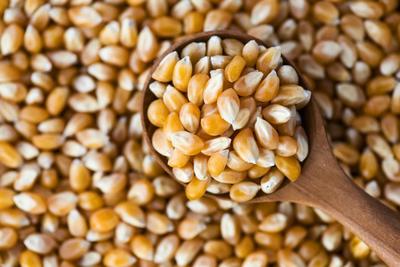 Tipo de maíz Reventador