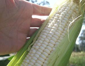 Tipo de maíz opaco con proteínas de calidad