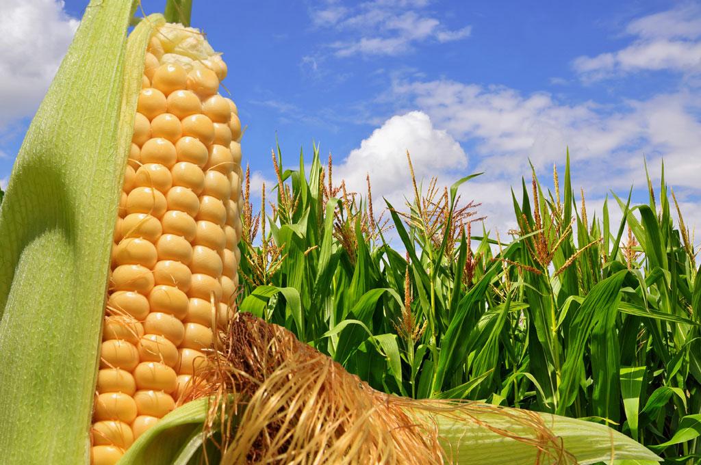 Características del maíz