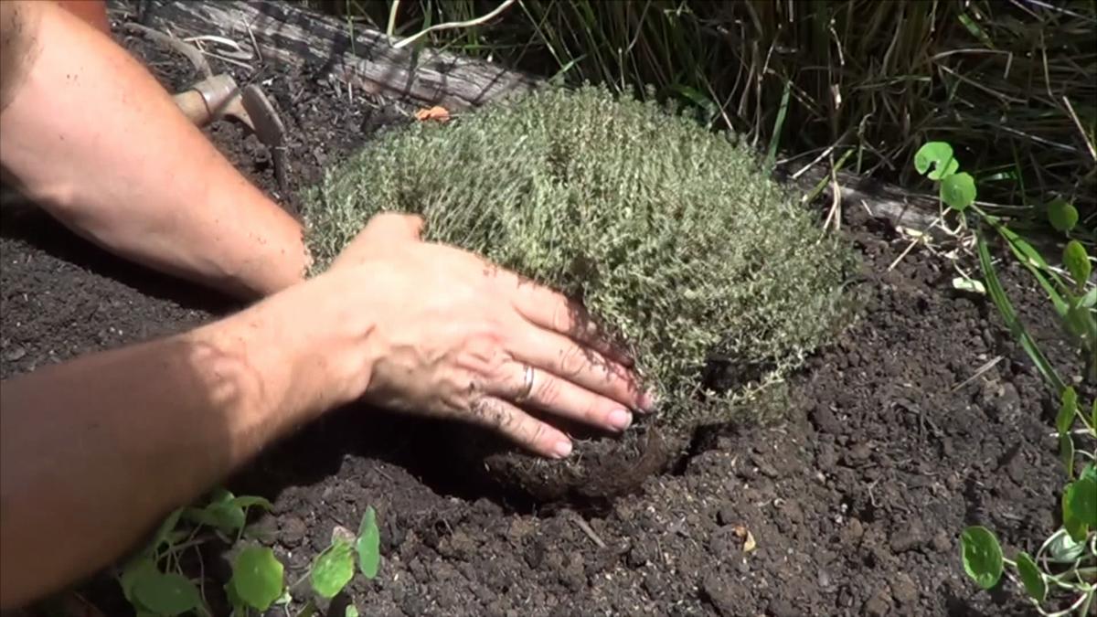 Cómo y por qué plantar tomillo en el huerto | Plantas