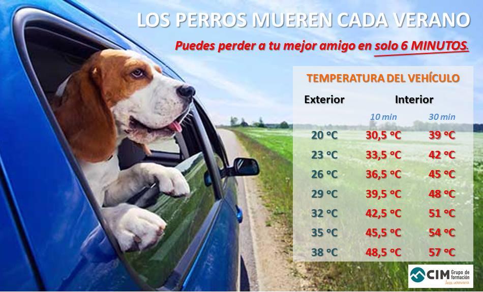 golpe de calor en perros