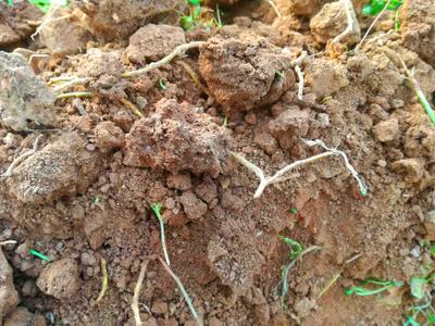plantar en suelos arcillosos