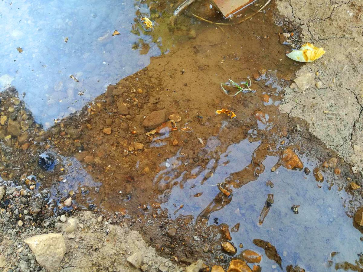 Qué plantar en suelos arcillosos Plantas