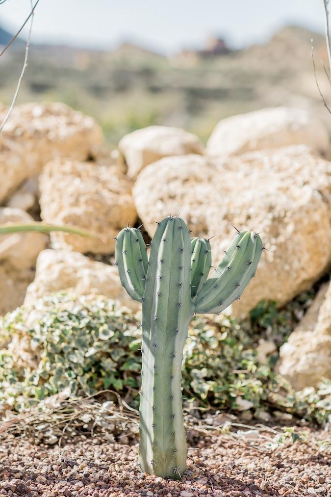 Mediterranenan dreams