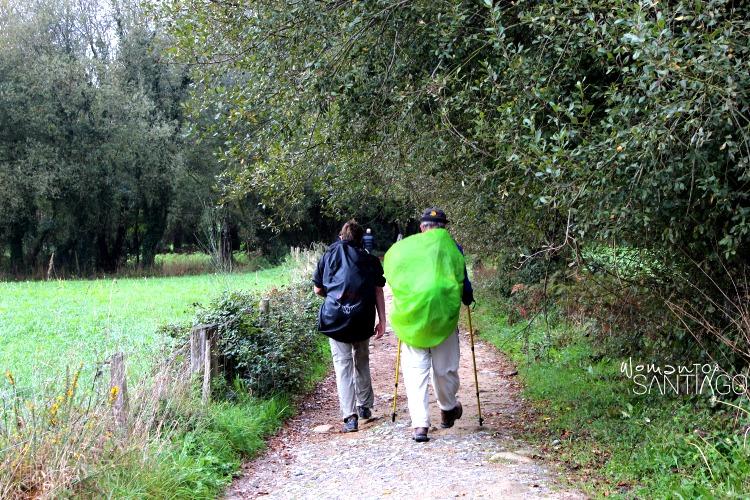 peregrinos en el camino por un sendero con un gran árbol verde