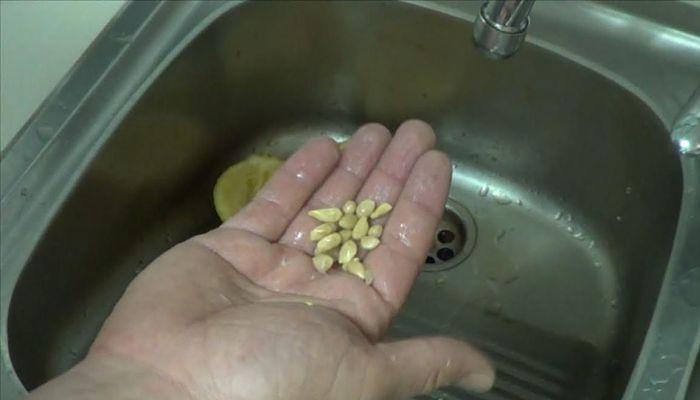 semillas de limonero