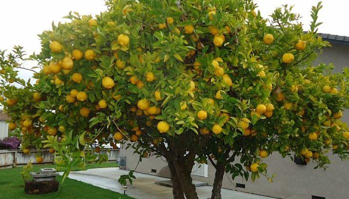 limonero para jardin