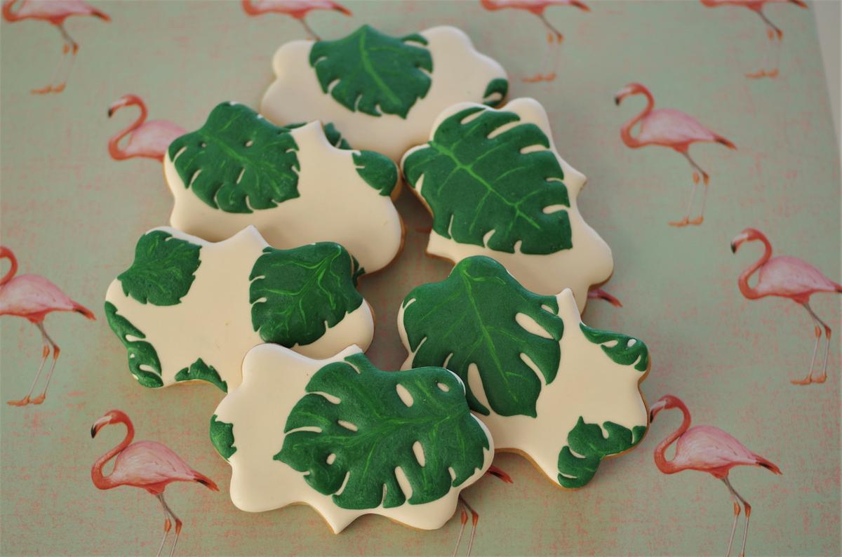 doctorcookies monstera deliciosa (5).JPG