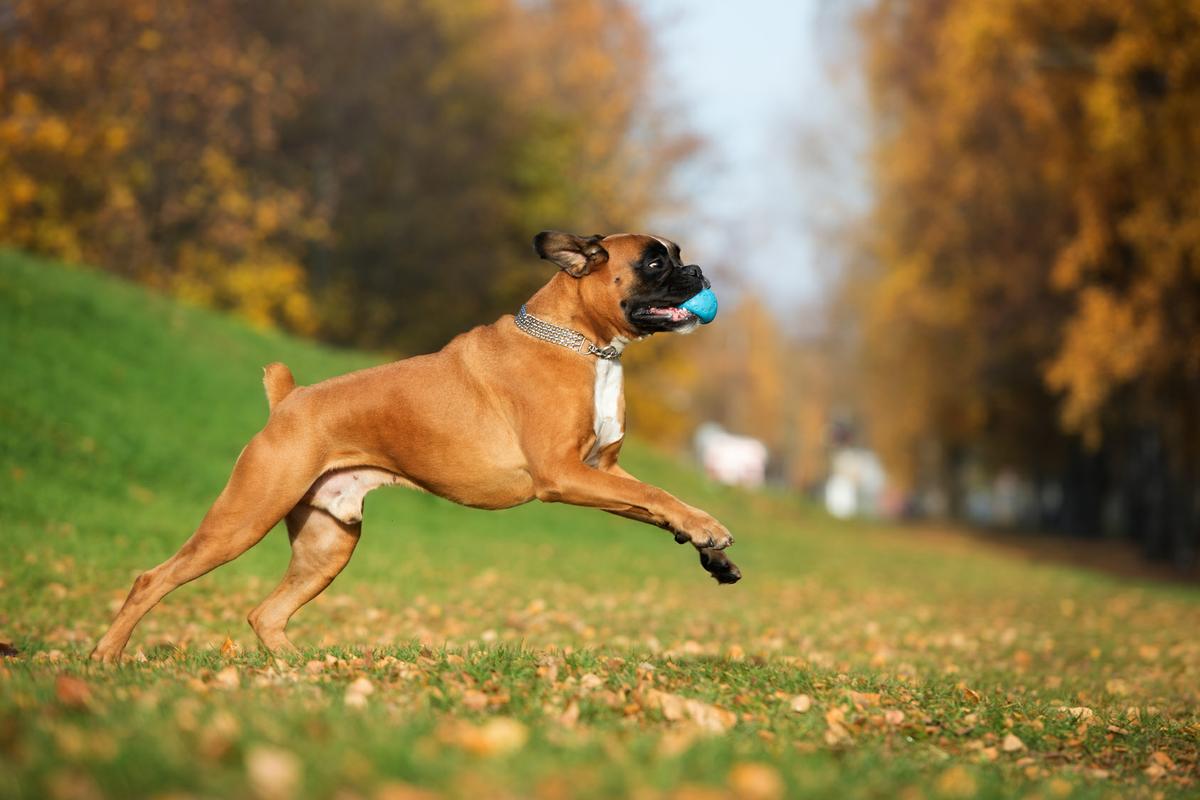 happy boxer dog running outside in autumn