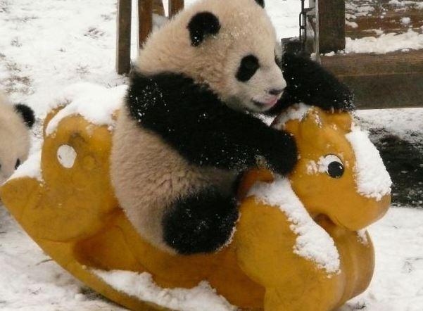 raiola manda y no el panda