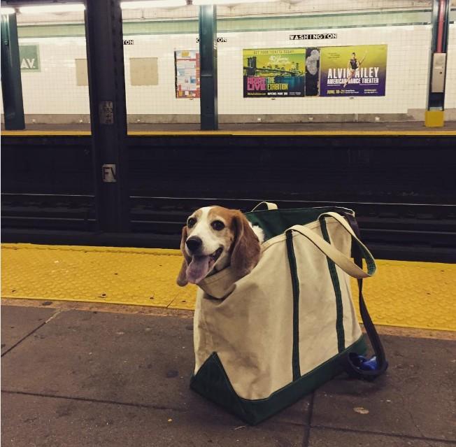 perros en metro