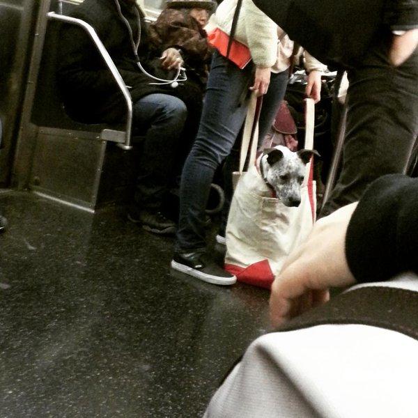 perros en metro