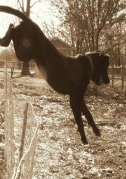 perro miedoso se escapa