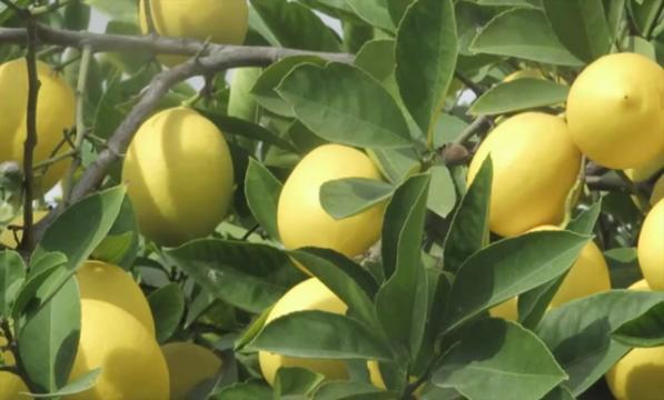 Cómo combatir la caspa