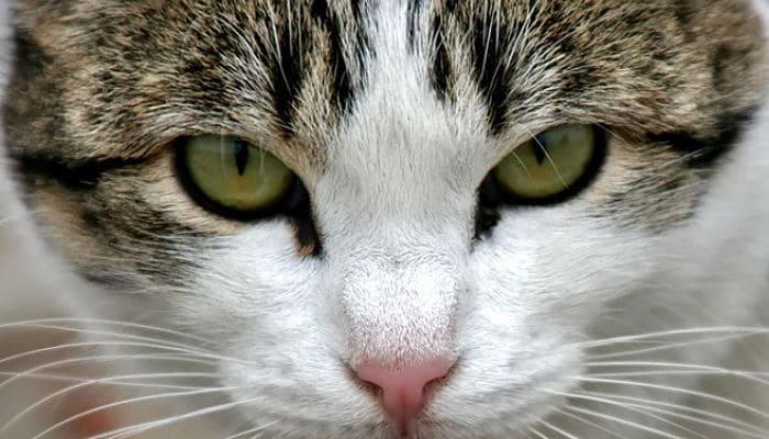 busca la ayuda veterinaria