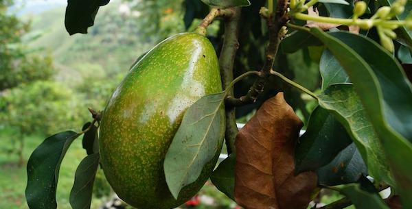 alimentos ricos en biotina