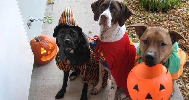 disfraces-populares-halloween-perros-2016