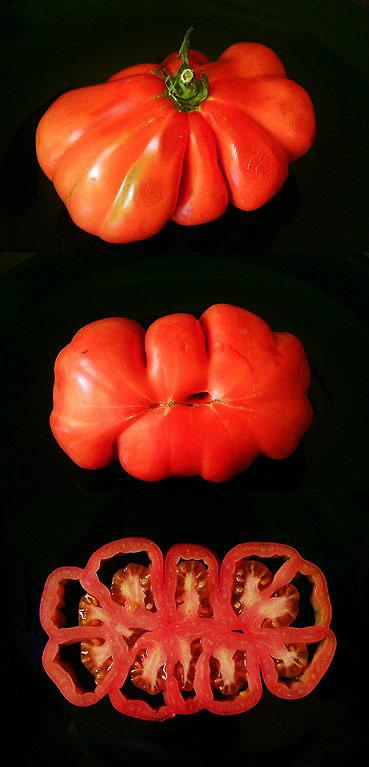 jitomate coeur de boeuf, oxheart