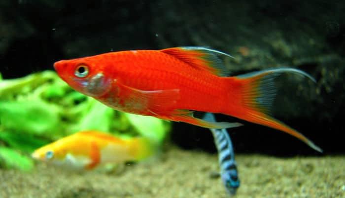 peces molly en tanques