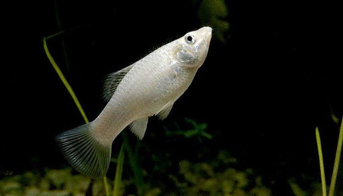 alimentación peces molly