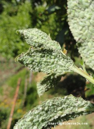 Pulgón harinoso del ciruelo