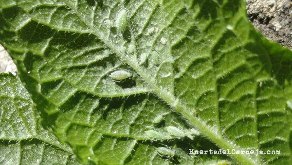 Pulgón harinoso del ciruelo