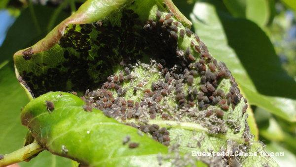 Pulgón violeta del peral