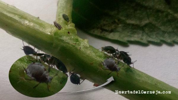 Pulgón negro de la fabada