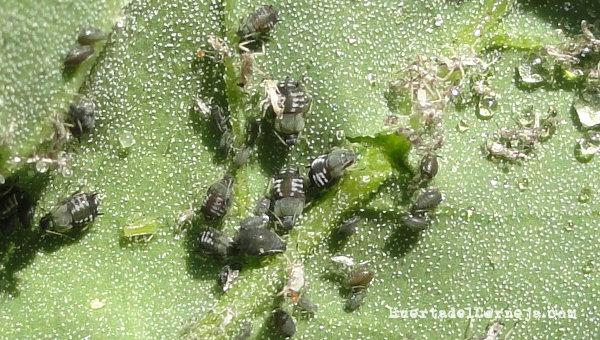 pulgón negro de la fabada