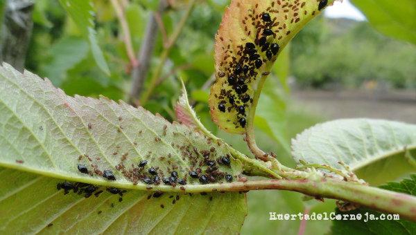 Pulgón negro del cerezo