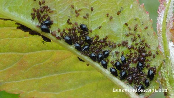 Pulgón negro del cerezo. Adultos y ninfas
