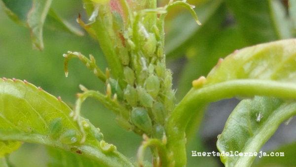 Pulgón verde del melocotonero