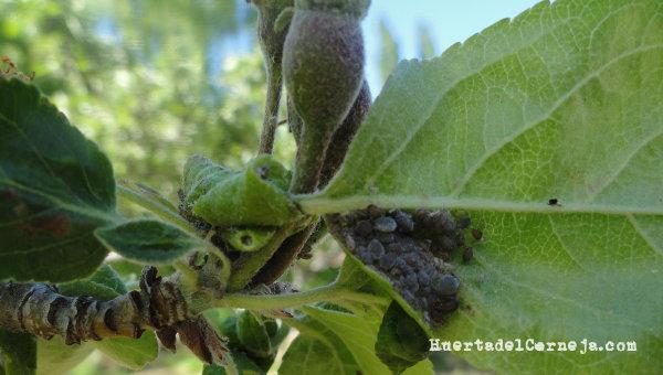 Pulgón ceniciento del manzano
