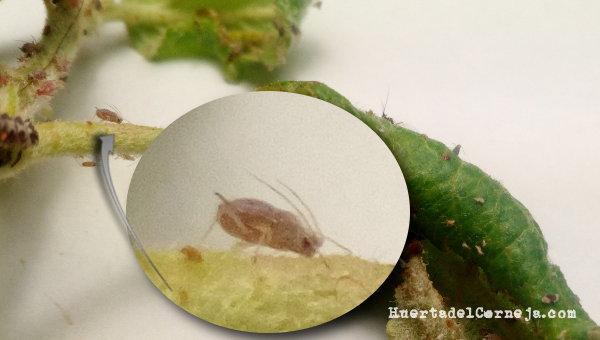 Pulgón ceniciento del manzano