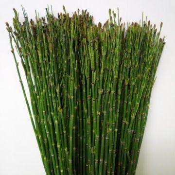 Cómo quitar las canas con cola de caballo