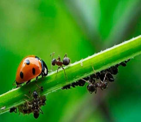 vinagre BLANCO,-hormigas-e-insectos-de-jardin