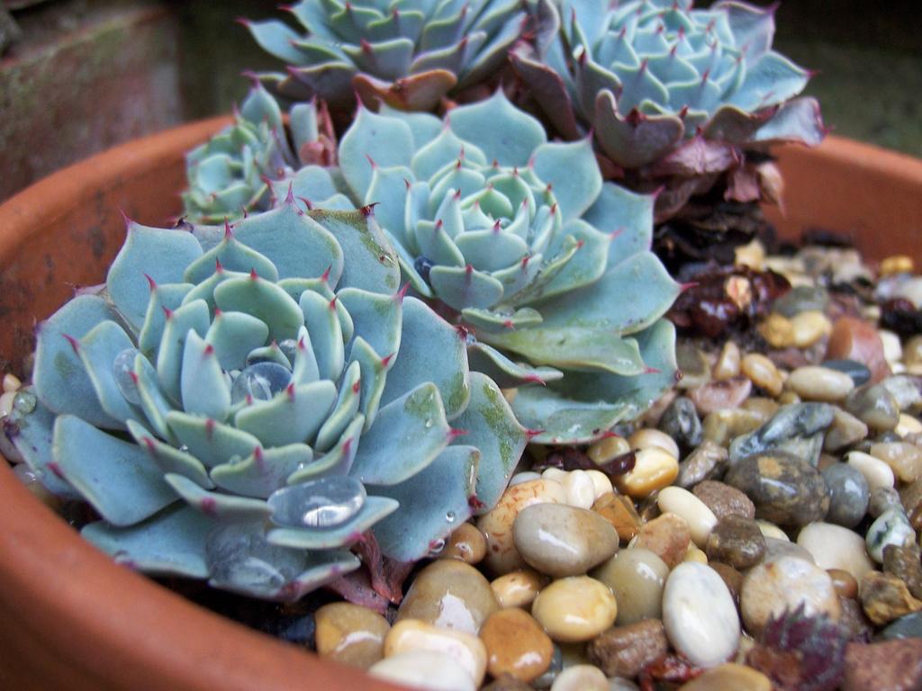 Echeveria