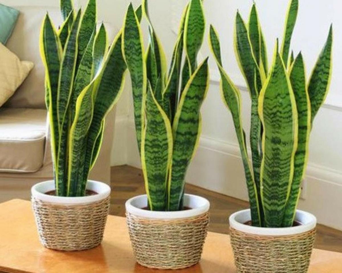 Sansevieria