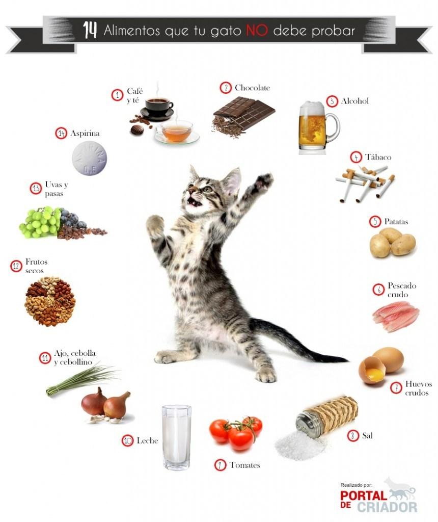 Alimentos que tu Gato NO debe Comer
