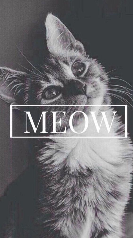 wallpaper cat meow